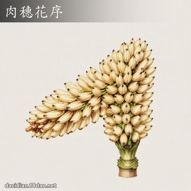 肉穗花序 - 國語大辭典配圖