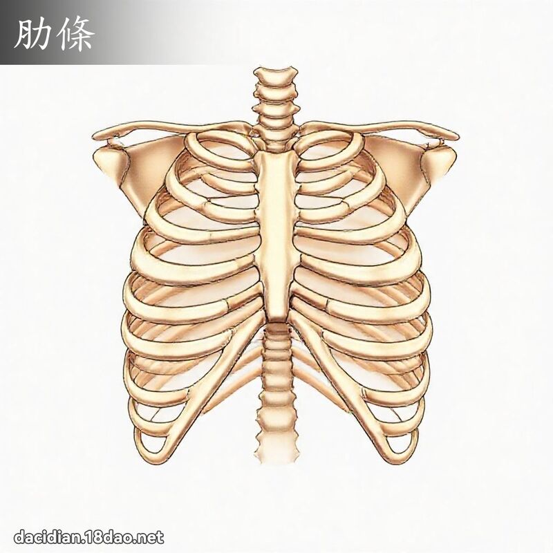 肋条 - 国语大辞典配图
