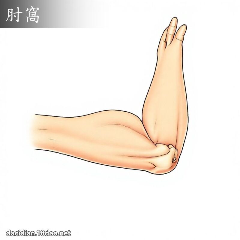 肘窩 - 國語大辭典配圖