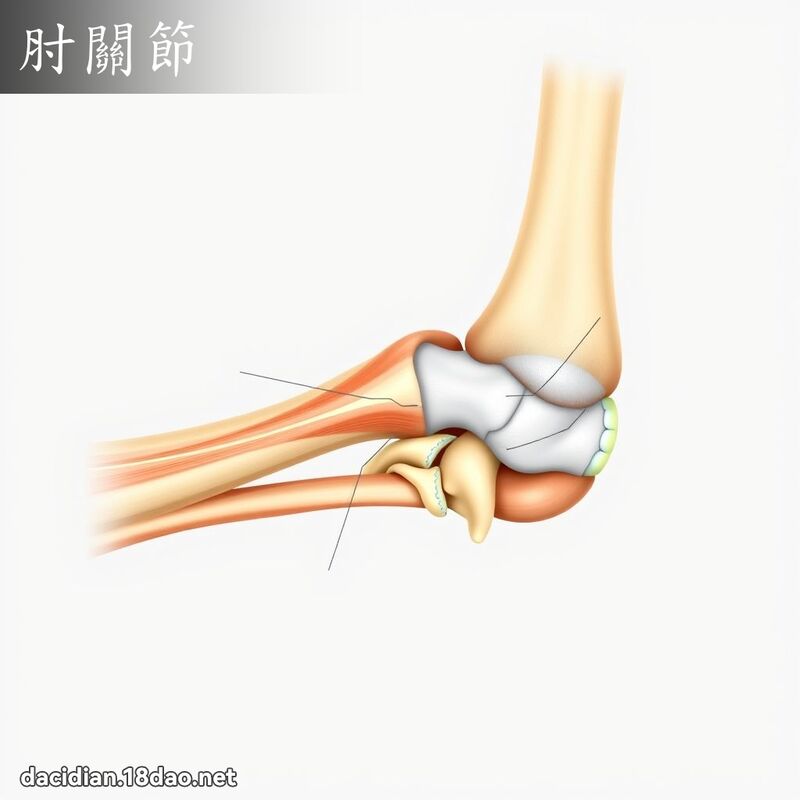 肘關節 - 國語大辭典配圖