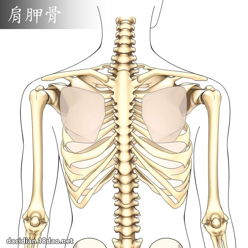 肩胛骨 - 国语大辞典配图