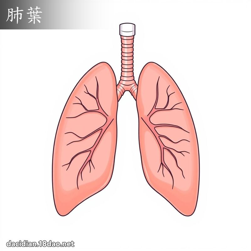 肺葉 - 國語大辭典配圖