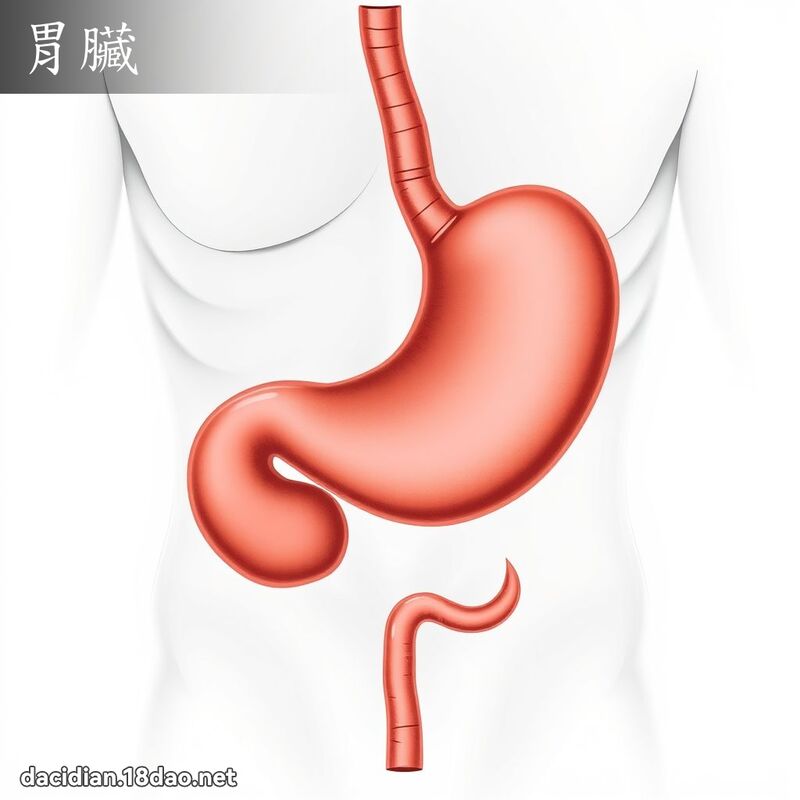 胃臟 - 國語大辭典配圖