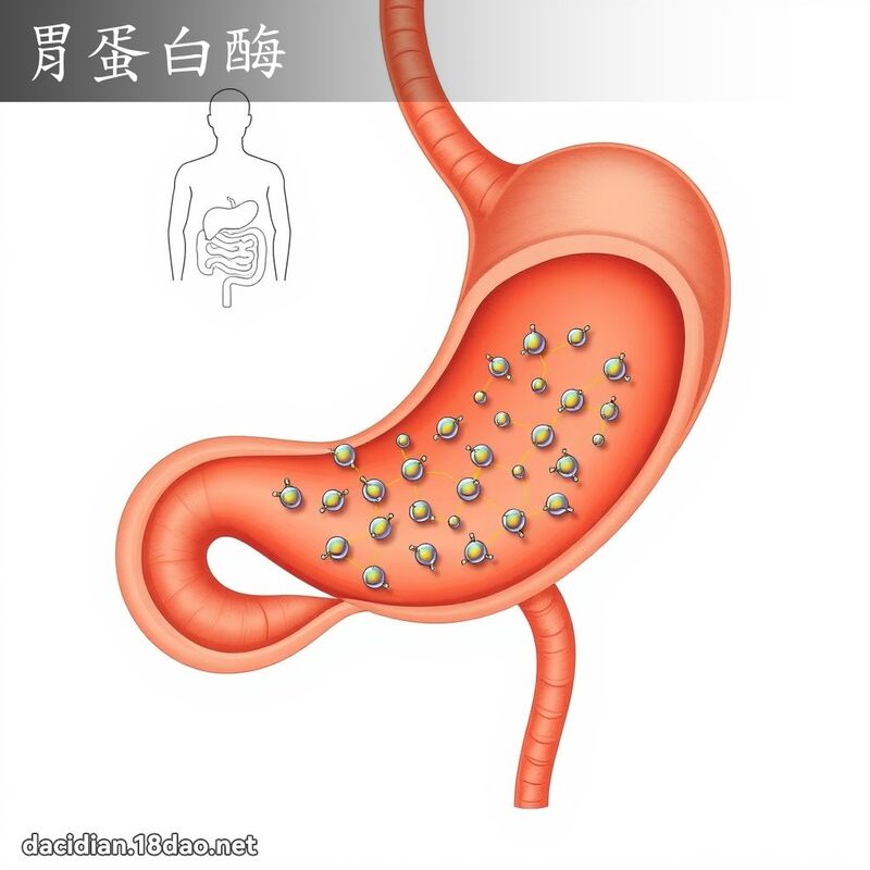 胃蛋白酶 - 国语大辞典配图