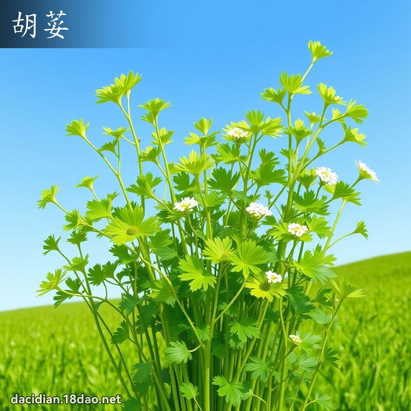 胡荽 - 國語大辭典配圖