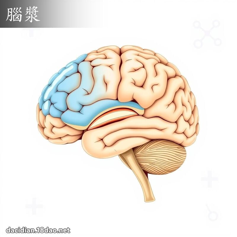腦漿 - 國語大辭典配圖