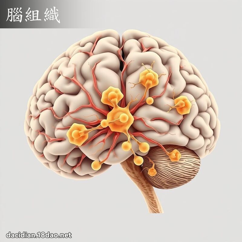 脑组织 - 国语大辞典配图