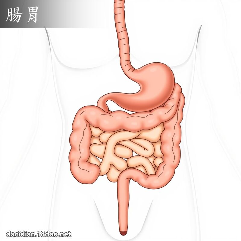 肠胃 - 国语大辞典配图