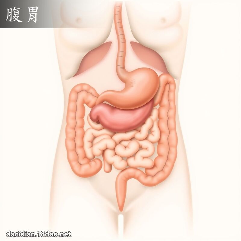腹胃 - 国语大辞典配图
