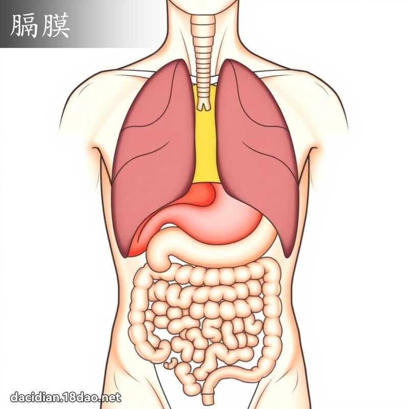 膈膜 - 国语大辞典配图