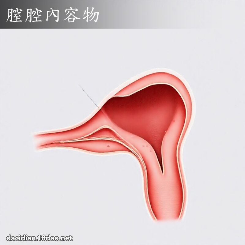 膣腔內容物 - 國語大辭典配圖