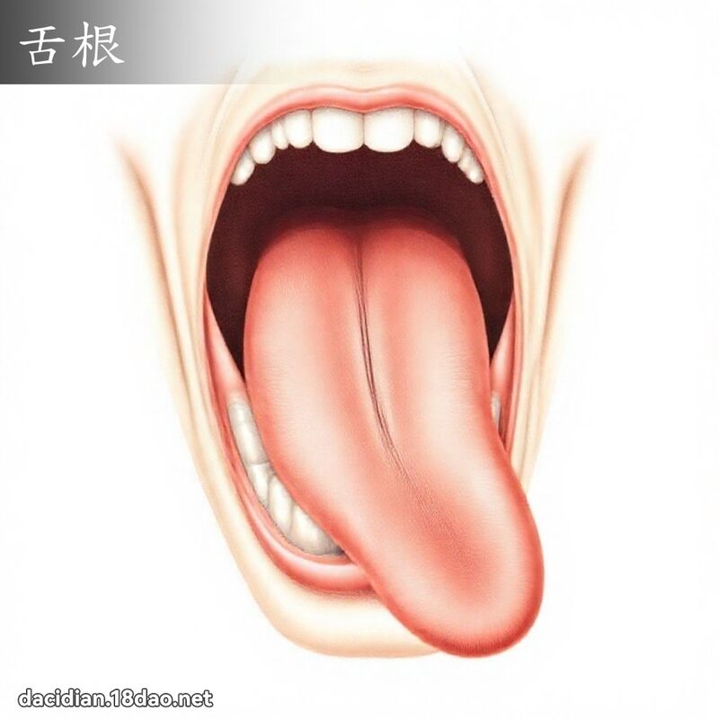 舌根 - 国语大辞典配图
