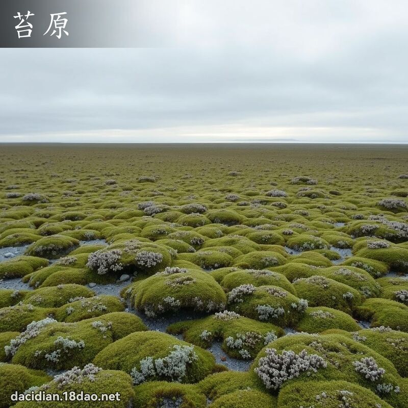 苔原 - 国语大辞典配图