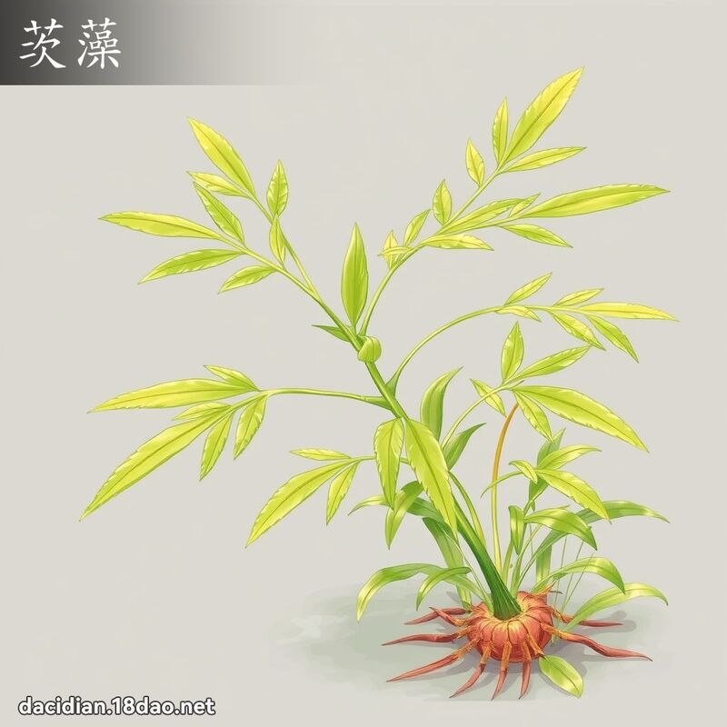 茨藻 - 國語大辭典配圖
