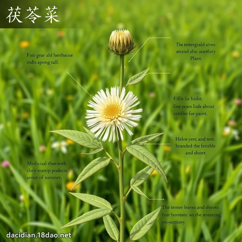 茯苓菜 - 国语大辞典配图