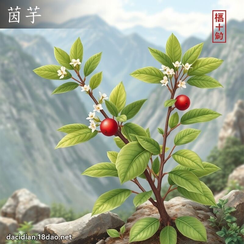茵芋 - 国语大辞典配图
