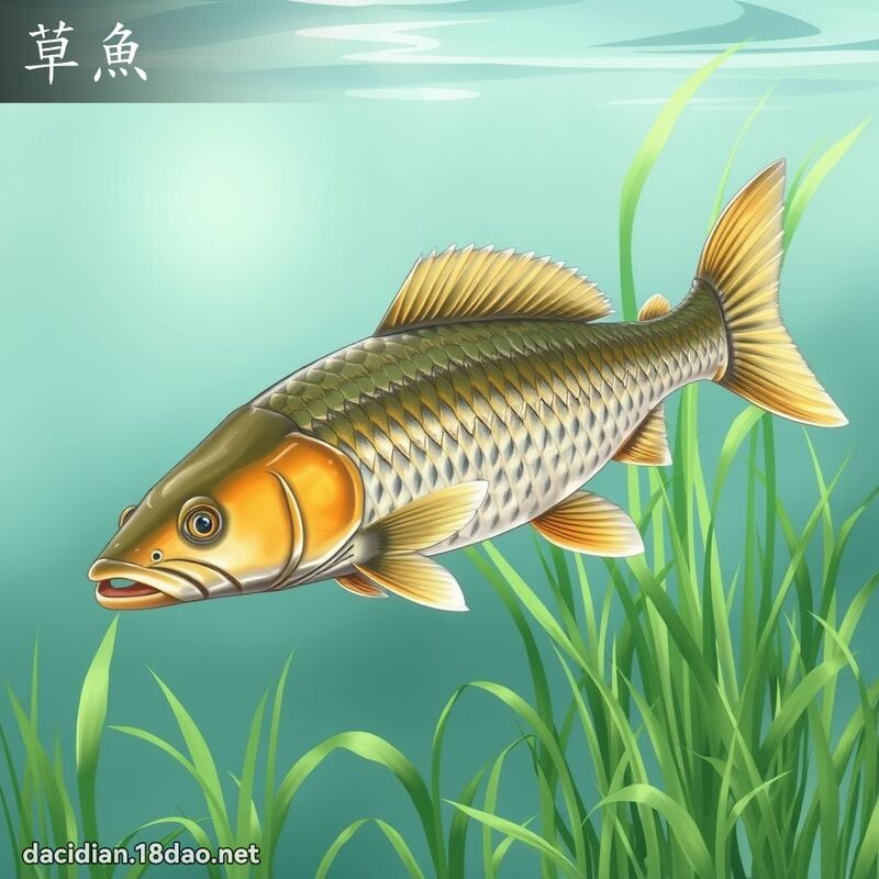 草魚 - 國語大辭典配圖