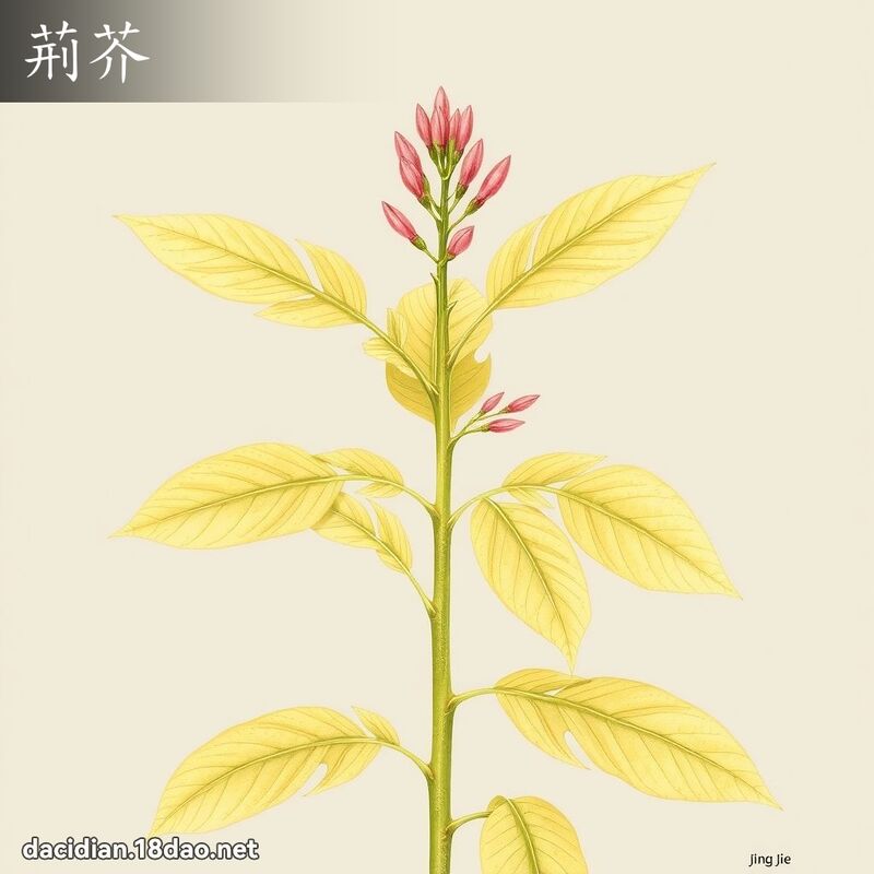 荊芥 - 國語大辭典配圖