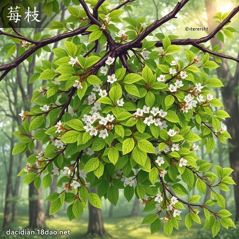 莓枝 - 國語大辭典配圖
