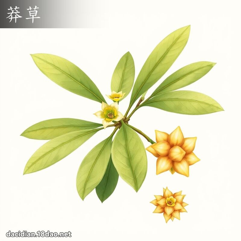 莽草 - 国语大辞典配图