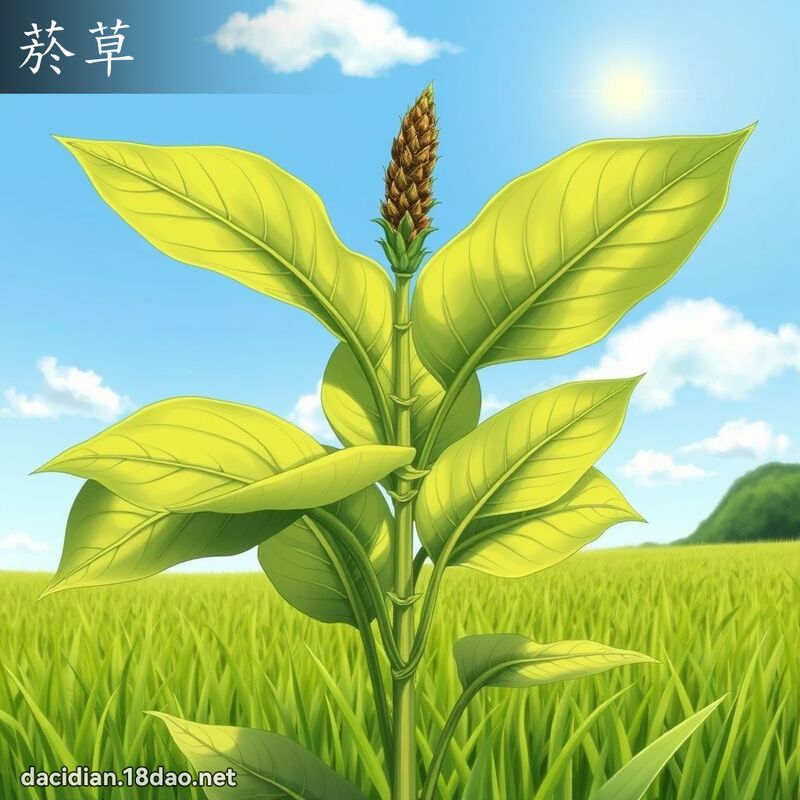 菸草 - 國語大辭典配圖