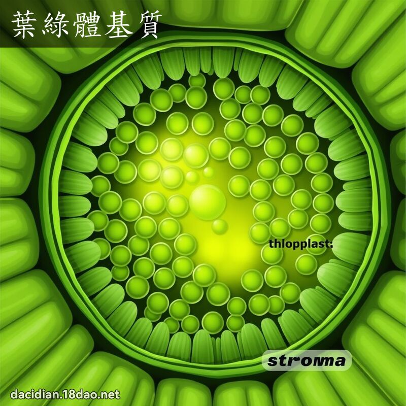 葉綠體基質 - 國語大辭典配圖