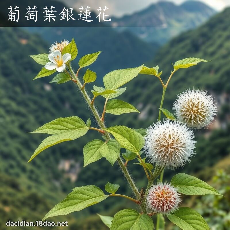 葡萄葉銀蓮花 - 國語大辭典配圖