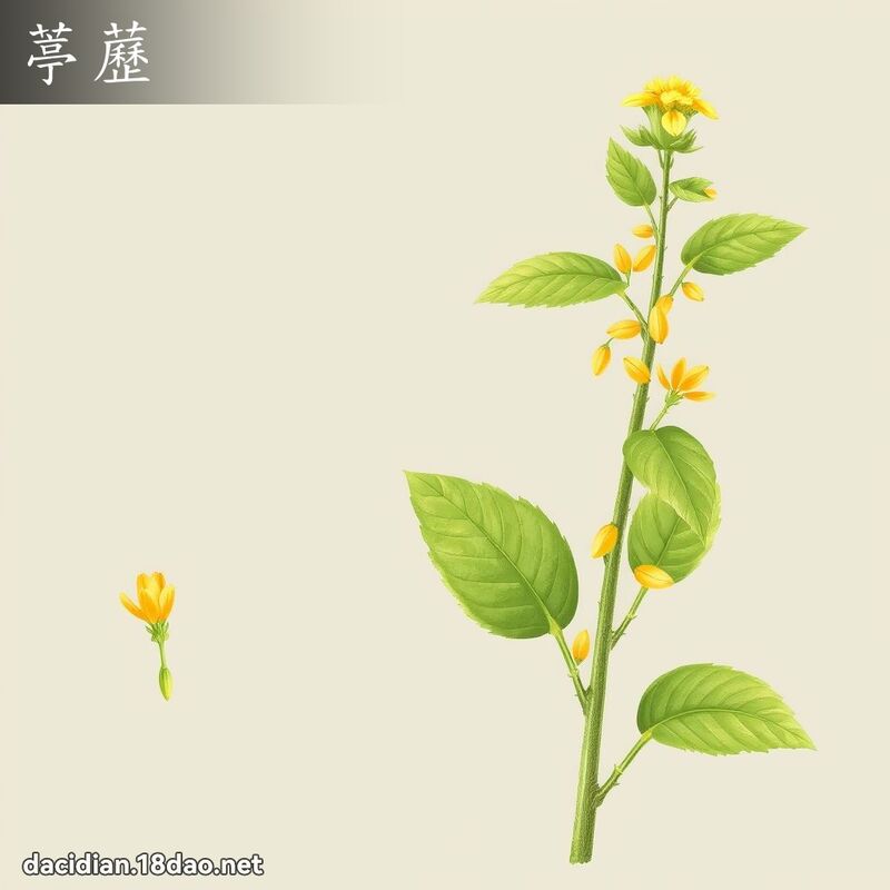 葶藶 - 國語大辭典配圖