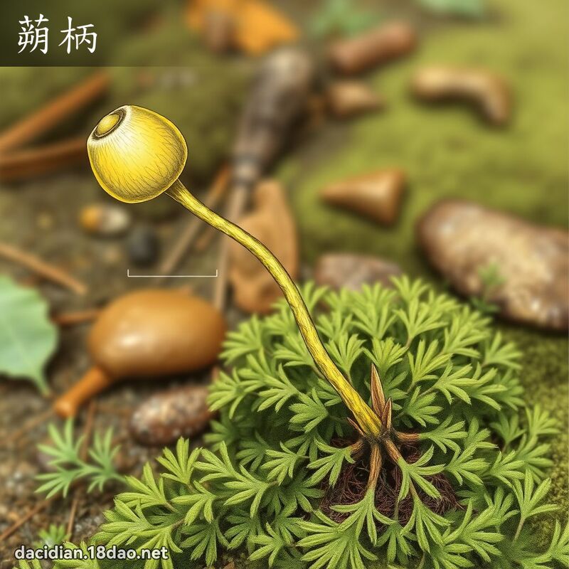 蒴柄 - 国语大辞典配图