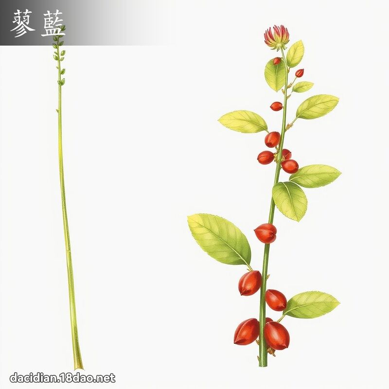 蓼蓝 - 国语大辞典配图