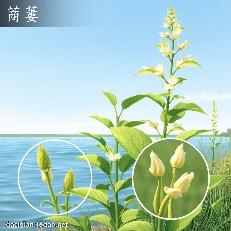 蔏蔞 - 國語大辭典配圖
