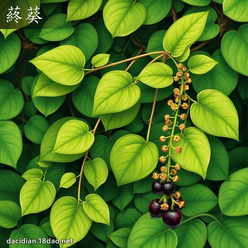 蔠葵 - 國語大辭典配圖