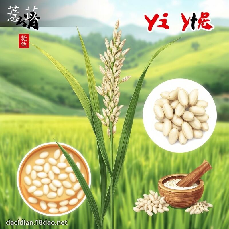 薏苡 - 國語大辭典配圖