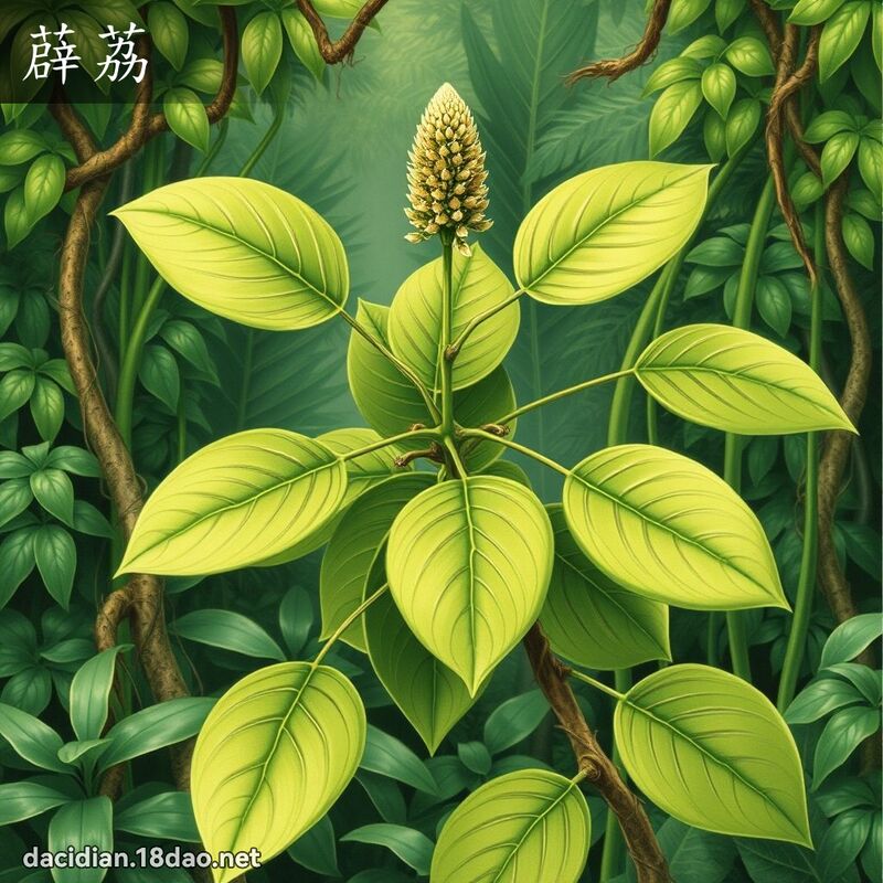 薜荔 - 國語大辭典配圖