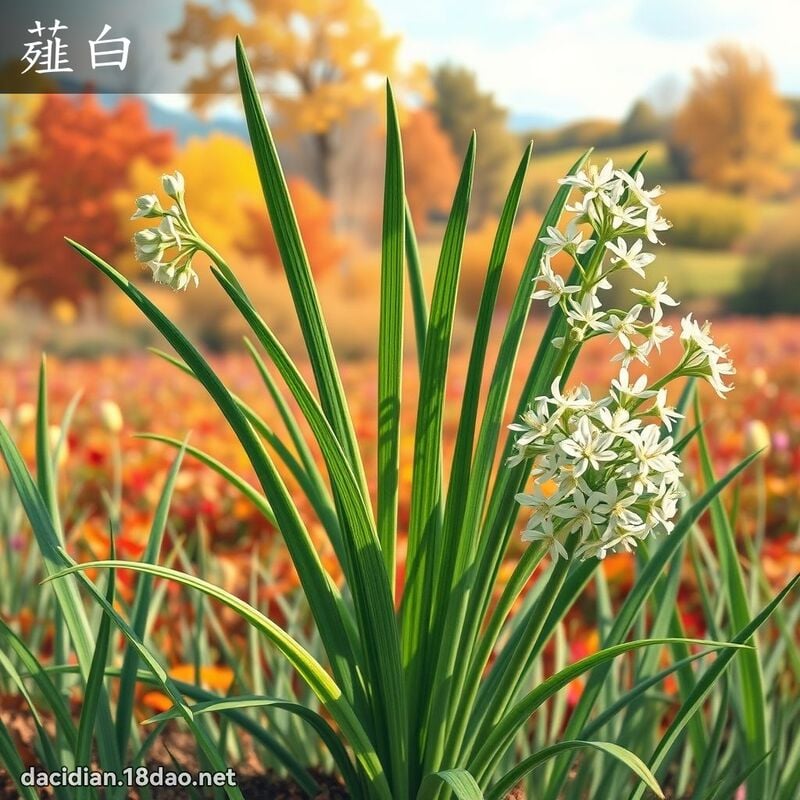 薤白 - 國語大辭典配圖