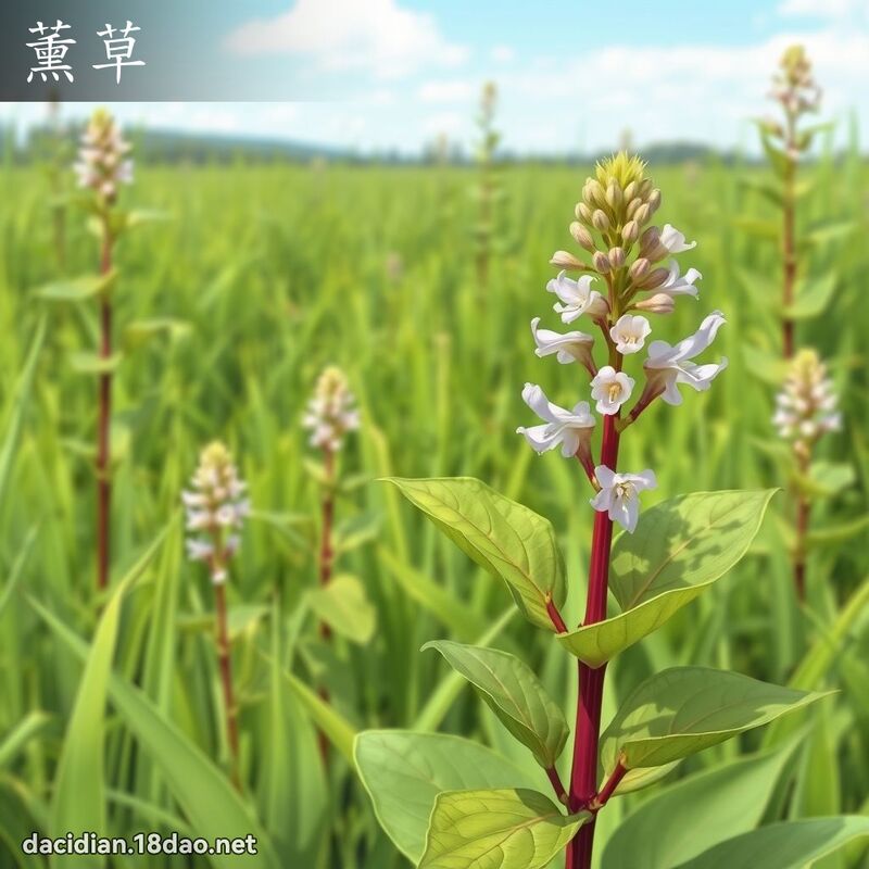 薰草 - 國語大辭典配圖