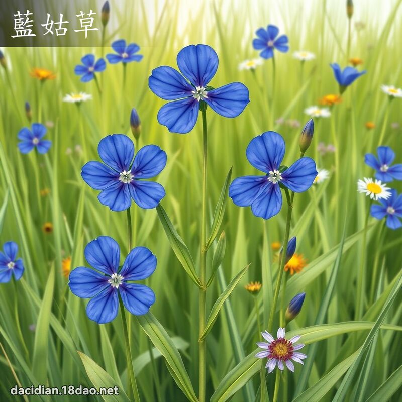 蓝姑草 - 国语大辞典配图