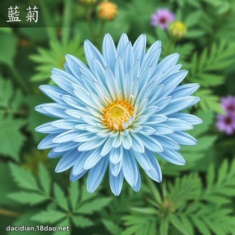 蓝菊 - 国语大辞典配图