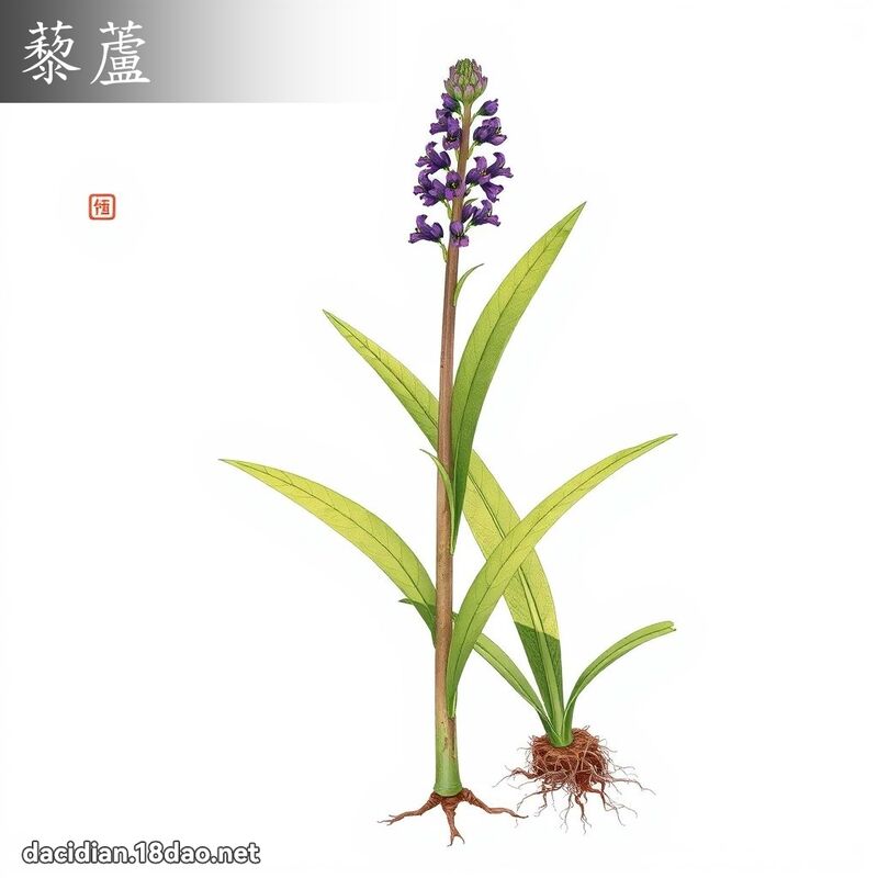 藜芦 - 国语大辞典配图