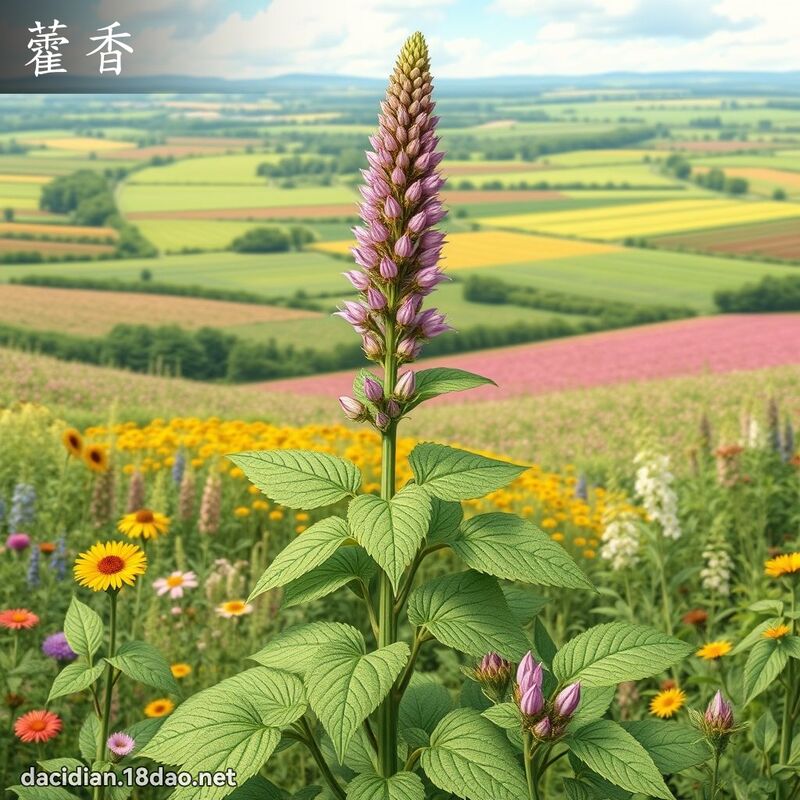 藿香 - 國語大辭典配圖