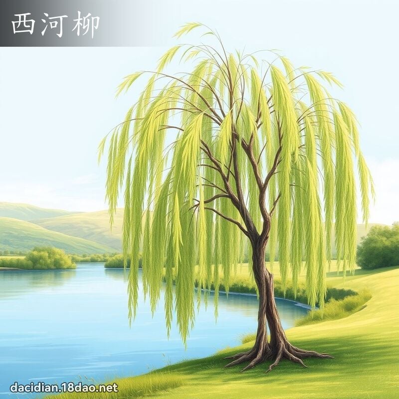 西河柳 - 国语大辞典配图