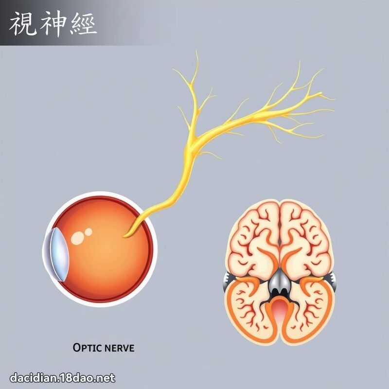 视神经 - 国语大辞典配图