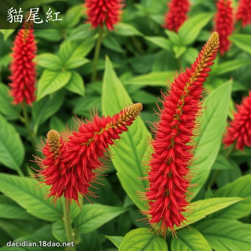 貓尾紅 - 國語大辭典配圖
