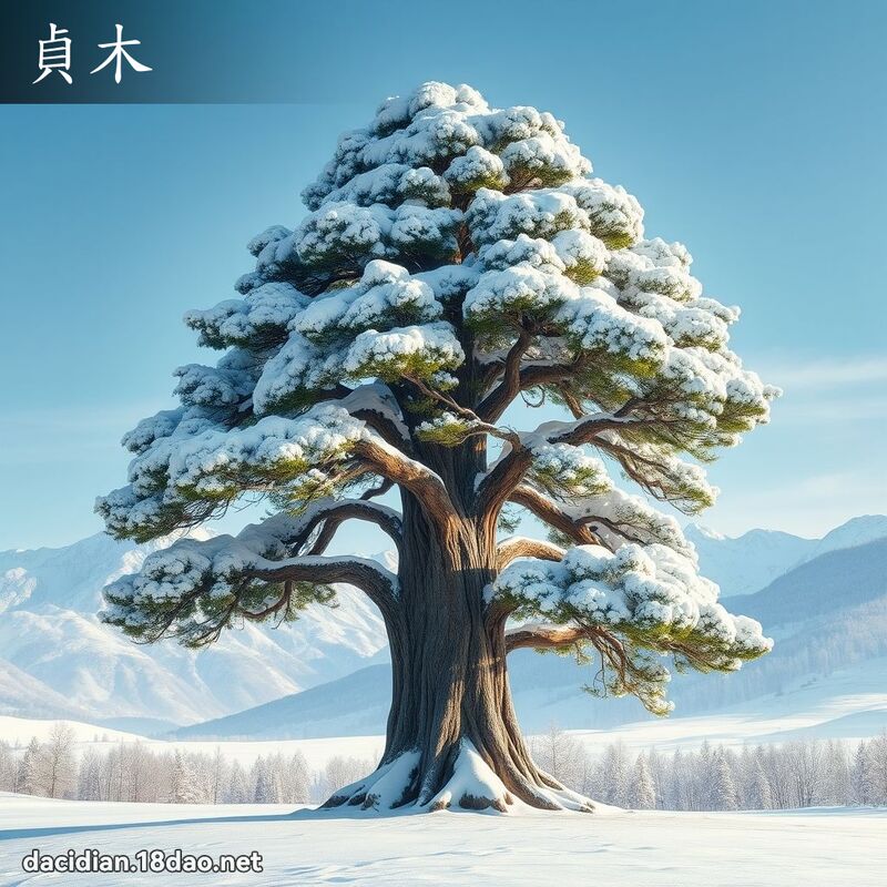 貞木 - 國語大辭典配圖