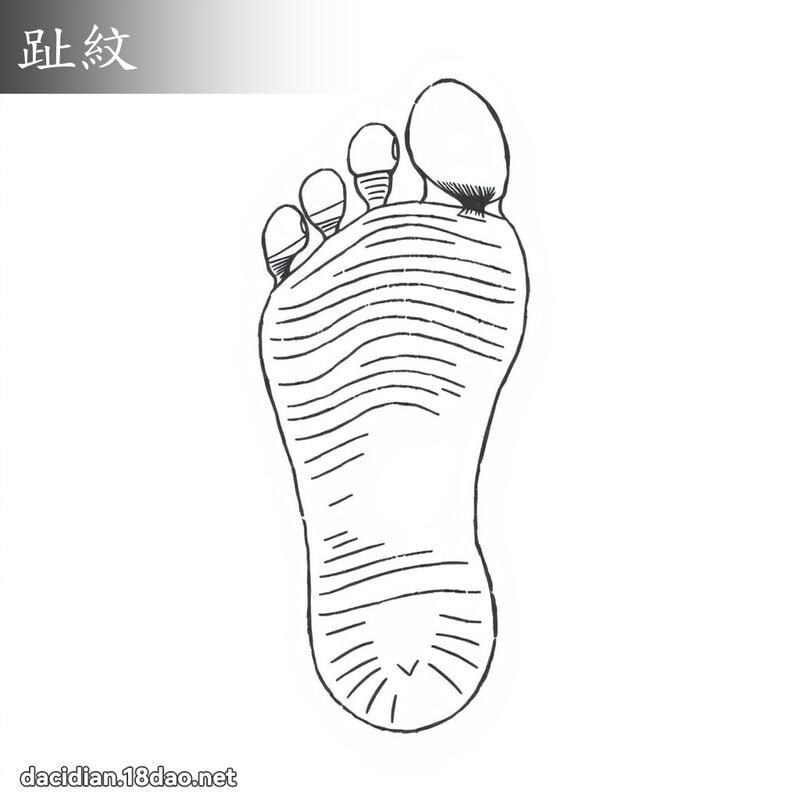 趾纹 - 国语大辞典配图
