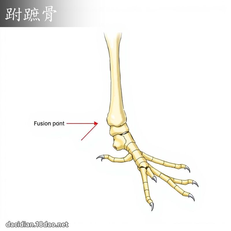 跗蹠骨 - 國語大辭典配圖