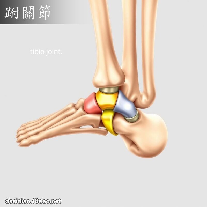 跗关节 - 国语大辞典配图