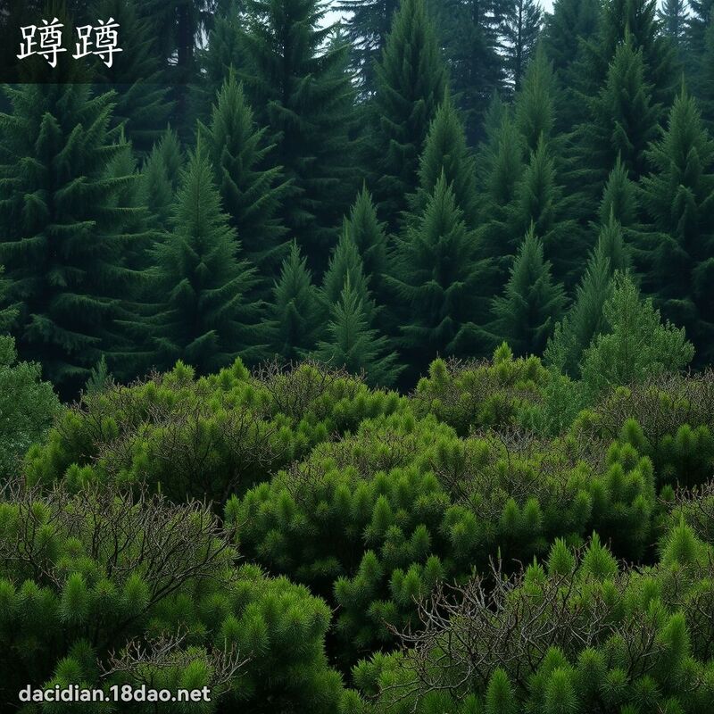 蹲蹲 - 国语大辞典配图