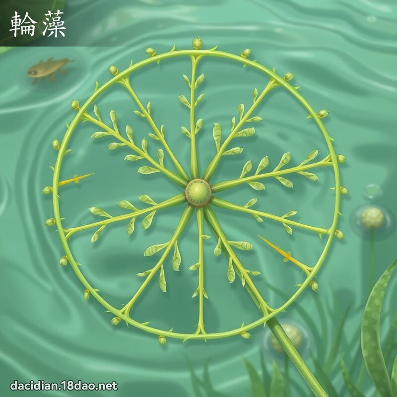 轮藻 - 国语大辞典配图