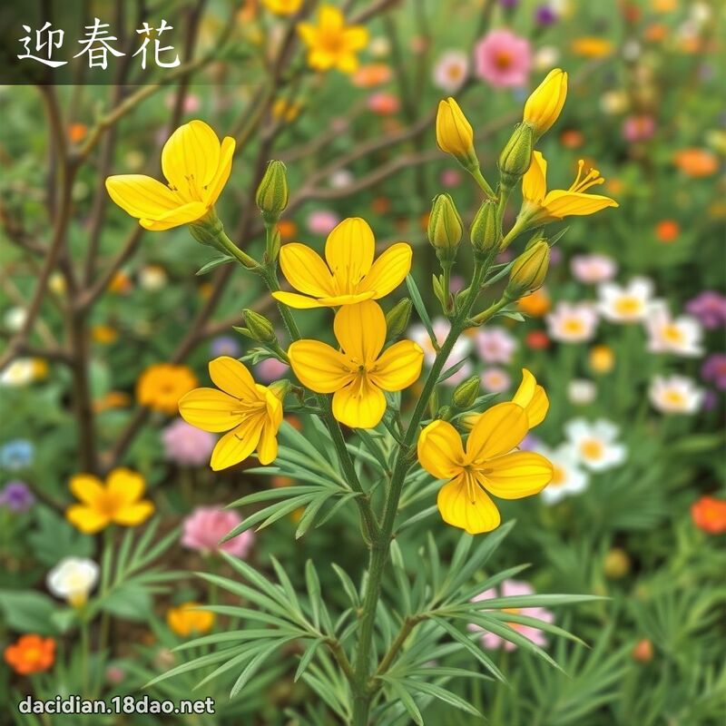 迎春花 - 國語大辭典配圖